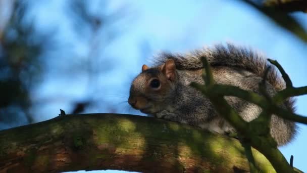 Eastern Gray Squirrel Also Known Simply Grey Squirrel Tree Squirrel — Stock video