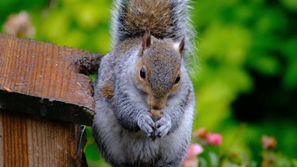 Eastern Gray Squirrel Also Known Simply Grey Squirrel Tree Squirrel — Stockvideo