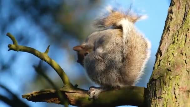 Grijze Eekhoorn Sciurus Een Eekhoorn Uit Familie Van Eekhoorns Sciurus — Stockvideo