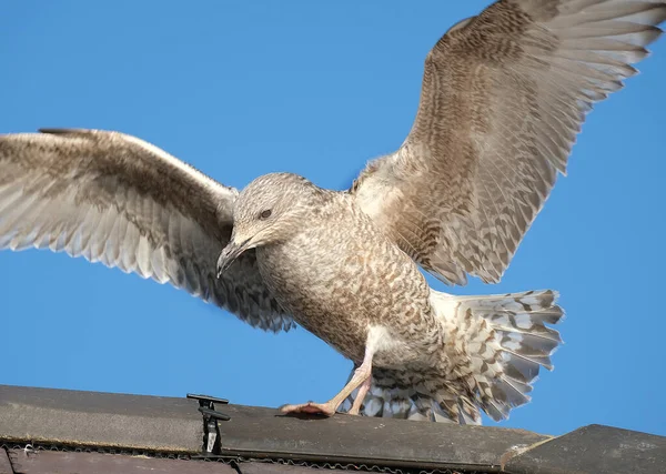 Europese Haringmeeuw Een Grote Meeuw Tot Lang Een Van Bekendste — Stockfoto