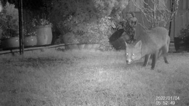 Tilkiler, Canidae familyasının çeşitli cinslerine ait küçük, orta büyüklükteki ve hepçil memelilerdir. Düz bir kafatasları, dik üçgen kulakları, sivri uçlu burunları ve uzun gür bir kuyrukları vardır. Gece görüntüsü. Vahşi yaşam kamerası.