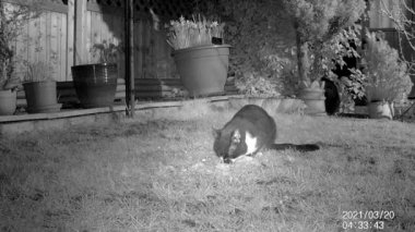 Geceleri bahçe bahçesindeki kedi. Tilki 'nin parlak gözleri arkadan yaklaşıyor. Gece görüntüsü. Vahşi yaşam kamerası.