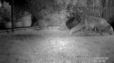 Tilkiler, Canidae familyasının çeşitli cinslerine ait küçük, orta büyüklükteki ve hepçil memelilerdir. Düz bir kafatasları, dik üçgen kulakları, sivri uçlu burunları ve uzun gür bir kuyrukları vardır. Gece görüntüsü. Vahşi yaşam kamerası.