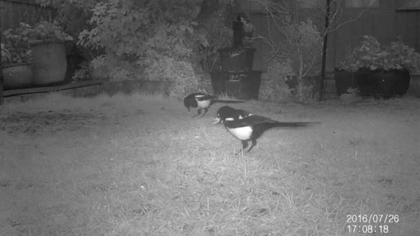 Magpies Fåglar Familjen Corvidae Liksom Andra Medlemmar Deras Familj Anses — Stockvideo