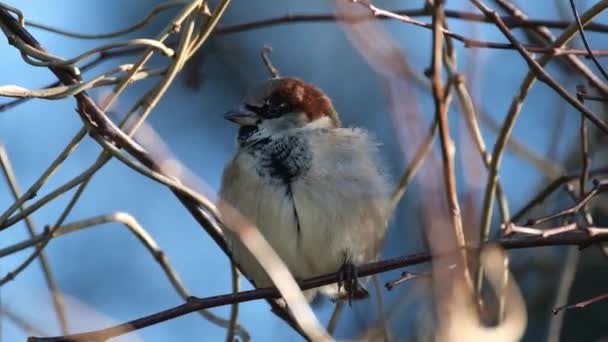 Moineau Domestique Est Oiseau Famille Des Passeridae Présent Dans Plupart — Video