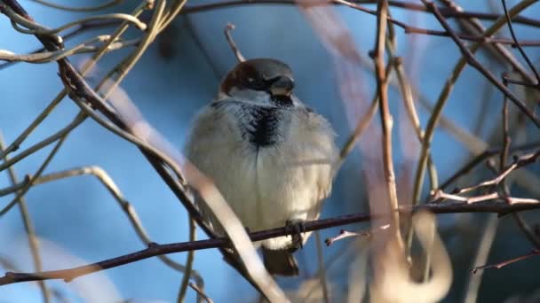 Der Haussperling Ist Ein Vogel Der Familie Passeridae Der Den — Stockvideo