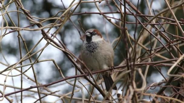 Passero Domestico Uccello Della Famiglia Passeridae Diffuso Molte Parti Del — Video Stock