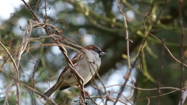 Passeridae Uma Espécie Ave Família Passeridae Pequeno Pássaro Que Tem — Vídeo de Stock