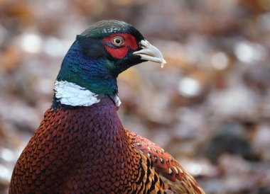 Sülünler, Phasianidae familyasından Galliformes familyasına ait birkaç cins kuş türü. Dünyanın dört bir yanında tanıtılan popülasyonlarda bulunmalarına rağmen sülün türlerinin doğal çeşitliliği Avrasya ile sınırlıdır..