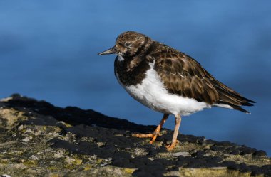 Turnstone, Scolopacidae familyasından iki kuş türü. Calidriini kabilesinin üyeleri olarak kabul edilebilirler ve kalidik kum çulluklarıyla yakından akrabadırlar..