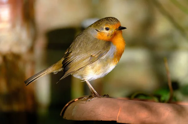 Европейский Робин Известный Великобритании Robin Robin Redbreast Небольшая Прожорливая Птица — стоковое фото