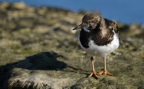 Turnstone Két Madárfaj Amelyek Alkotják Nemzetség Arenaria Család Scolopacidae Szoros — Stock Fotó