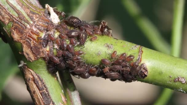 Aphids Jsou Malé Mízy Sající Hmyz Členové Superrodiny Aphidoidea Běžné — Stock video