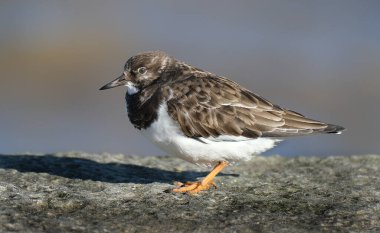 Turnstone, Scolopacidae familyasından iki kuş türü. Calidriini kabilesinin üyeleri olarak kabul edilebilirler ve kalidik kum çulluklarıyla yakından akrabadırlar.. 