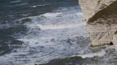 Gri fok, Kuzey Atlantik Okyanusu 'nun her iki kıyısında da bulunur. Latince 'de Halichoerus grypus 