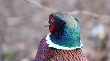 Sülünler, Phasianidae familyasından Galliformes familyasına ait birkaç cins kuş türü. Dünyanın dört bir yanında tanıtılan popülasyonlarda bulunmalarına rağmen sülün türlerinin doğal çeşitliliği Avrasya ile sınırlıdır.