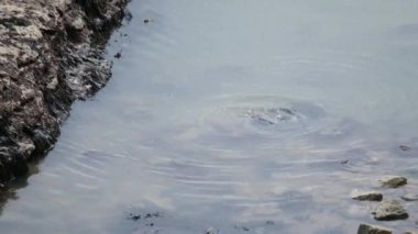 Gri fok, Kuzey Atlantik Okyanusu 'nun her iki kıyısında da bulunur. Latince Halichoerus grypus 