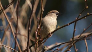 Ev serçesi, Serçe familyasından dünyanın birçok yerinde bulunan bir kuş türü. Tipik uzunluğu 16 cm ve kütlesi 2439.5 g olan küçük bir kuştur.. 