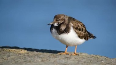Turnstone, Scolopacidae familyasından iki kuş türü. Calidriini kabilesinin üyeleri olarak kabul edilebilirler ve kalidik kum çulluklarıyla yakından akrabadırlar..