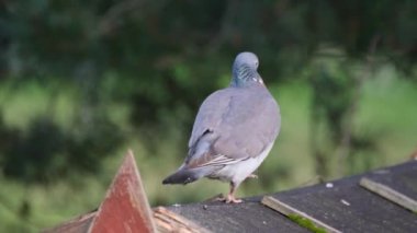 Ahşap güvercin ya da güvercin, güvercingiller (Cervidae) familyasından Palearctic bölgesinde yaşayan güvercin türü. Columba cinsine ait..