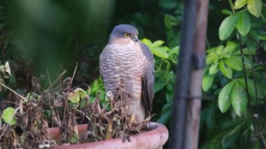 Avrasya atmacası ya da kısaca Atmaca, atmacagiller (Accipitridae) familyasından yırtıcı bir kuş türü. Yetişkin erkek Avrasyalı atmacaların mavi gri üst parçaları ve turuncu çizgili alt parçaları vardır.;