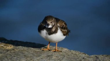 Turnstone, Scolopacidae familyasından iki kuş türü. Calidriini kabilesinin üyeleri olarak kabul edilebilirler ve kalidik kum çulluklarıyla yakından akrabadırlar..