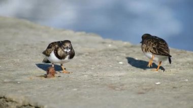 Turnstone, Scolopacidae familyasından iki kuş türü. Calidriini kabilesinin üyeleri olarak kabul edilebilirler ve kalidik kum çulluklarıyla yakından akrabadırlar..