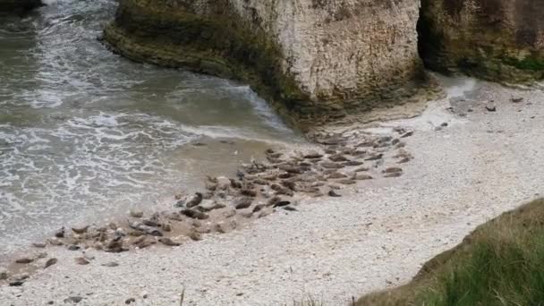 Foca Gris Encuentra Ambas Orillas Del Océano Atlántico Norte Latín — Vídeos de Stock