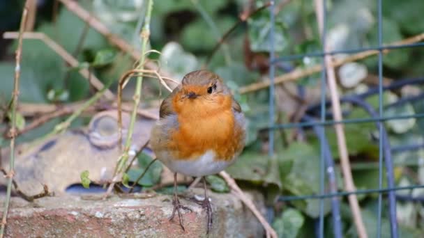 Robin Europeu Conhecido Simplesmente Como Robin Robin Redbreast Grã Bretanha — Vídeo de Stock