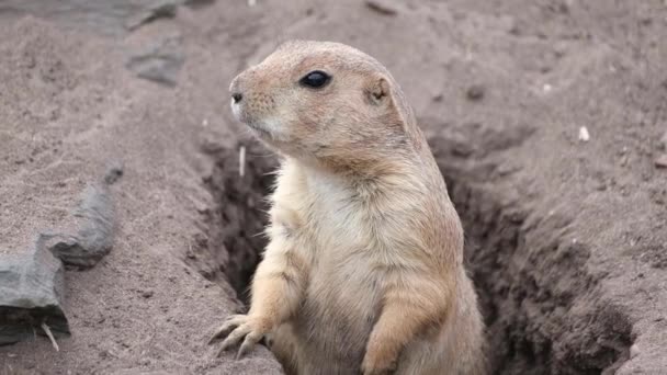 Cani Della Prateria Sono Mammiferi Erbivori Scavatori Nativi Delle Praterie — Video Stock