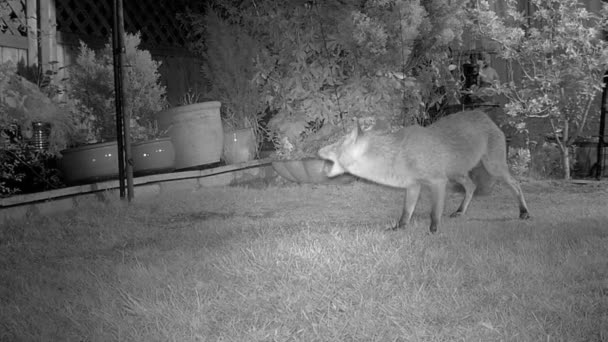 夜间室内花园中城市狐狸的红外野生动物相机单色镜头 — 图库视频影像