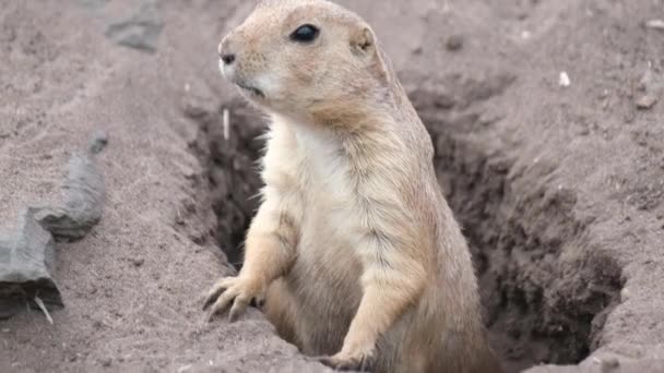 Cani Della Prateria Sono Mammiferi Erbivori Scavatori Nativi Delle Praterie — Video Stock