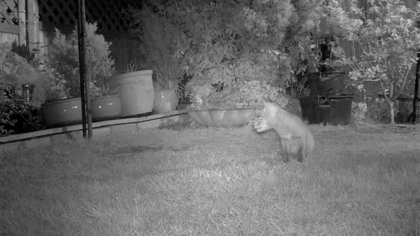 Infra Red Wildlife Camera Monochrome Footage Urban Fox House Garden — Stok Video