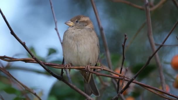 Burung Pipit Rumah Adalah Burung Dari Keluarga Burung Pipit Passeridae — Stok Video