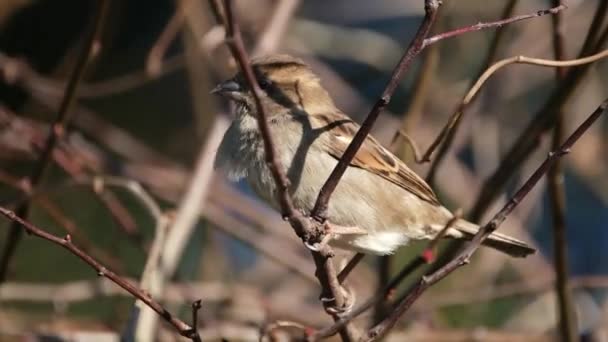 Горобник Птах Родини Горобців Passeridae Водиться Більшості Частин Світу Маленький — стокове відео