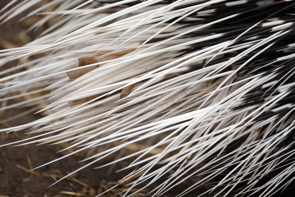 Porcupines are large rodents with coats of sharp spines, or quills, that protect them against predation. The term covers two families of animals: the Old World porcupines of family Hystricidae, and the New World porcupines of family Erethizontidae.