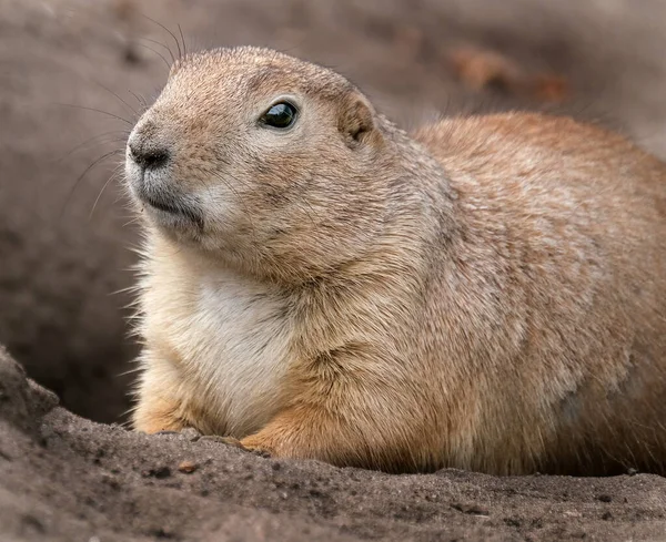 Prairie dogs are herbivorous burrowing mammals native to the grasslands of North America. Within the genus are five species: black-tailed, white-tailed, Gunnison\'s, Utah, and Mexican prairie dogs.