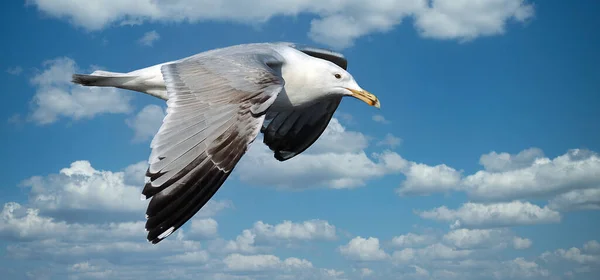 The European herring gull is a large gull, up to 66 cm long. One of the best-known of all gulls along the shores of Western Europe, it was once abundant. It breeds across Northern Europe, Western Europe, Central Europe and Eastern Europe,