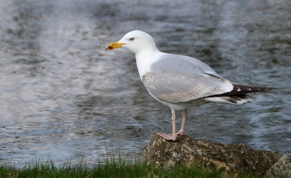 The European herring gull is a large gull, up to 66 cm long. One of the best-known of all gulls along the shores of Western Europe, it was once abundant. It breeds across Northern Europe, Western Europe, Central Europe and Eastern Europe,