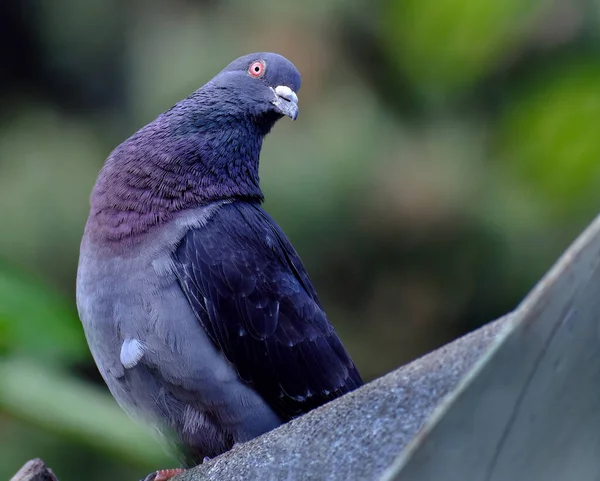 Feral Pigeons Also Called City Doves City Pigeons Street Pigeons — Fotografia de Stock