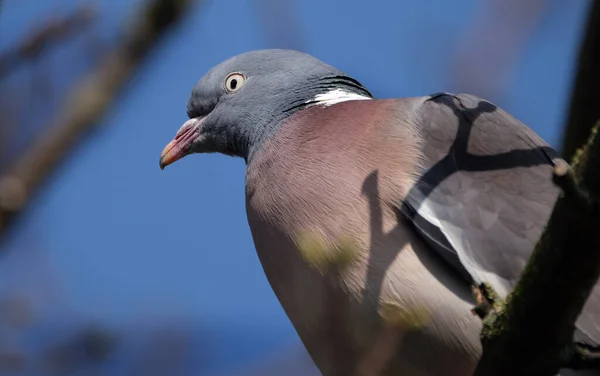 Pigeon Des Bois Pigeon Des Bois Aussi Connu Sous Nom — Photo