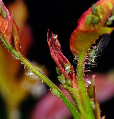 Yaprak bitleri bitki özünü emen küçük böceklerdir ve süper aile Aphidoidea 'nın üyeleridir. Bir türün içindeki bireyler büyük ölçüde renk olarak değişebilseler de, yaygın isimleri yeşil sinek ve karasinektir. Grup tüylü beyaz yaprak bitlerini de içeriyor..