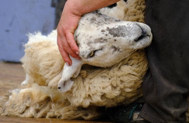 Bamburugh, Northumberland, İngiltere, Haziran 2022. Yerel çiftlikte koyun kırpma.