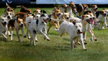 Bir grup tilki av köpeği ana arenadaki büyük bir gösteride sergileniyor..