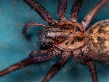 Örümcek türü Tegenaria domestica, genellikle Kuzey Amerika 'da ahır huni dokumacı ve Avrupa' da evcil ev örümceği olarak bilinir..