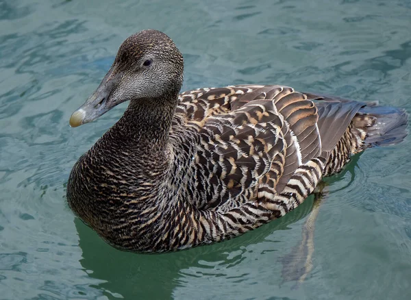 Běžný Eider Také Nazývaný Kachna Cuthberta Nebo Kachna Cuddyové Velká — Stock fotografie