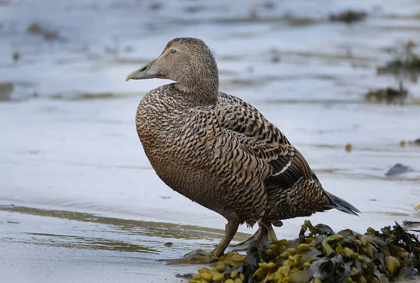 Die Eiderente Auch Cuthbert Ente Oder Cuddy Ente Genannt Ist — Stockfoto