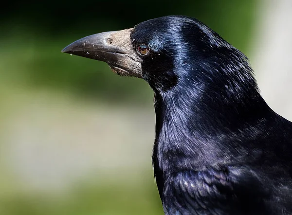 Rookthe Rook Member Family Corvidae Passerine Order Birds Found Palearctic — Foto de Stock