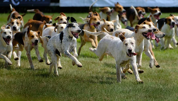 Group of fox hounds displaying at a large county show in main arena.