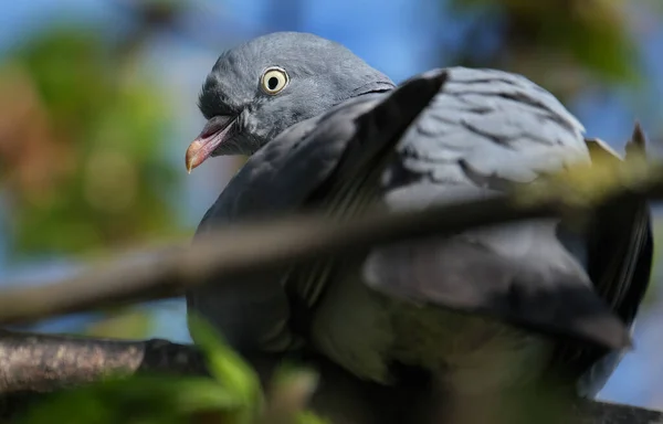 Ahşap Güvercin Güvercin Güvercingiller Cervidae Familyasından Bir Güvercin Türü — Stok fotoğraf